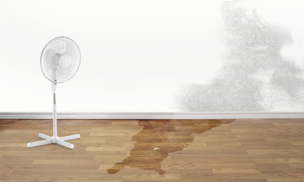 Best Carpet water damage restoration  in Columbiana, OH